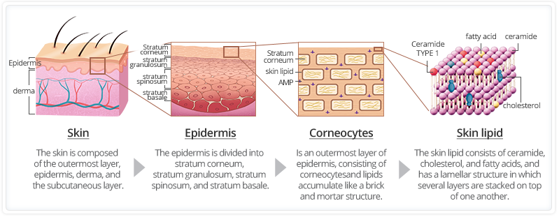 Skin:The skin is composed of the outermost layer, epidermis, derma, and the subcutaneous layer./Epidermis:The epidermis is divided into the dead skin cell layer, stratum granulosum, stratum spinosum, and stratum basale./Stratum corneum:Is an outermost layer of epidermis, consisting of corneocytesand lipidsaccumulate like a brick and mortar structure./Skin lipid:The skin lipid consists of ceramide, cholesterol, and fatty acids, and has a lamellar structure in which several layers are stacked on top of one another.